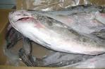 Frozen White Grouper
