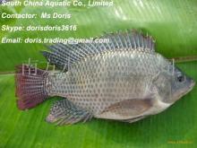 Frozen Black Tilapia Whole Round