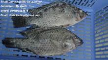 Frozen Tilapia Gutted and Scaled