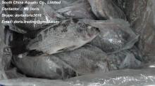 Frozen Black Tilapia Scaled