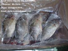 Frozen Black Tilapia Gutted Gilled Scaled