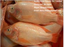  Frozen   Red   Tilapia 