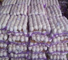 China fresh garlic offer (5.5 cm,MOQ: 1 cintainer )