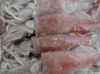 Squid  Whole   Round 