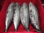  Frozen   Skip   Jack   Tuna  Whole Round