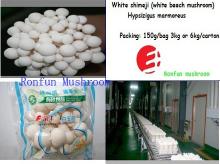 white beech mushroom