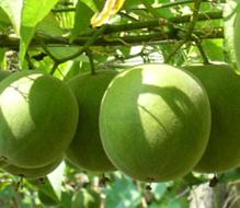 Grosvenor momordica extract?