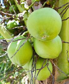 Sell Fresh and  Dried   Coconut 