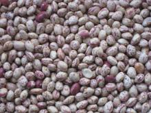 Light speckled kidney beans round shape(Crop 2011)
