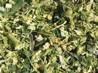 Corn Silage