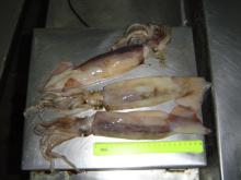 Squid (Illex argentinus)