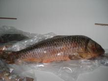 Carp (Cyprinus carpio)