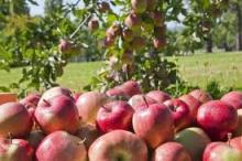 Fresh Red Delicious Apple