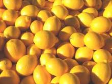 FRESH LEMON FOR SALE