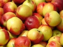  Fresh   Nectarine s