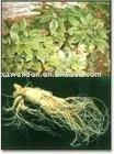Chinese Natural Herbal Health Care Product of Ginseng Extract (Ginsenosides 80%UV)