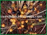 Health Care Product of Saw Palmetto Extract/Total  Fatty   acid s  25 %