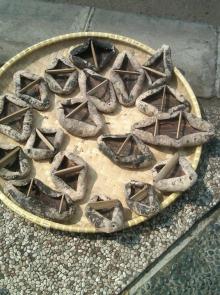 White Teat fish for sale