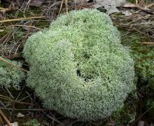 reindeer lichen extract