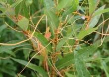  dodder   extract 