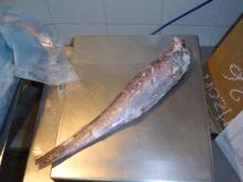 HOKI (Macrunorus magellanicus) HGT SEAFROZEN