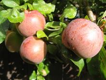 Fresh red apples