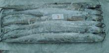Frozen Ribbon Fish
