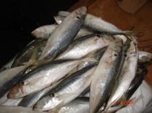 Frozen Indian Mackerel
