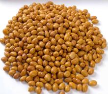 BROWN YELLOW KIDNEY BEANS