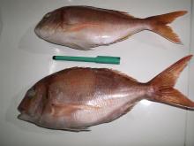 Red Snapper (pagrus pagrus) - Besugo