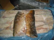 Carp (Cyprinus caripo) Fillets