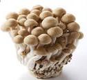 grey beech mushroom