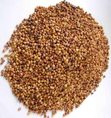 RED SORGHUM
