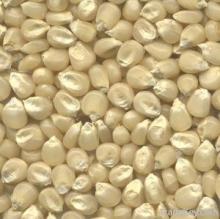 maize