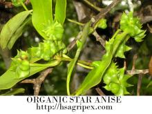 Organic star anise (organic star aniseed)