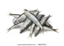 Whole IQF frozen Sardines
