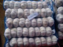 Fresh Peeled Garlic