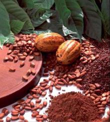  ALKALINE  COCOA POWDER