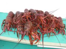 Spiny Lobster