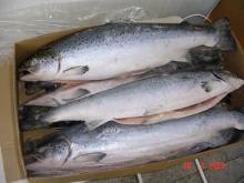ATLANTIC SALMON FISH,PINK SALMON FISH,CHUM SALMON FISH