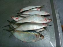 FROZEN SARDINE FISH