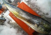 FROZEN MAHI MAHI FISH AND FILLETS