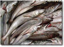 PACIFIC  HAKE   FISH 