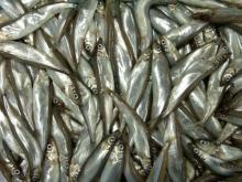FROZEN CAPELIN FISH