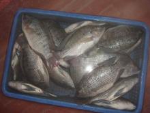 FROZEN TILAPIA FISH