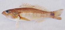  FROZEN   PERCH  FISH