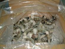 BLACK TIGER SHRIMPS