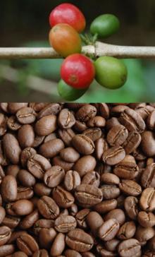 Coffee Beans