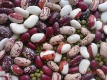 Kidney beans Kyrgyzstan