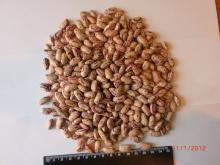 Speckled Kidney Beans Kyrgyzstan